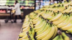 Une araignée géante de République dominicaine trouvée dans le rayon fruits d’un supermarché à Arras