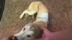 Un chien trouvé enfermé sur un balcon pendant 2 semaines sans nourriture ni eau après le déménagement de ses propriétaires