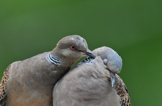 Un couple de tourterelles des bois. (Photo d'illustration : Pixabay)