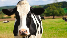 Un chien était triste, séparé de la vache qui l’a élevé – une vidéo montre le moment où ils se réunissent à nouveau