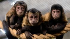 Un singe s’est fait une petite frayeur après avoir frappé la vitre de son enclos avec une pierre