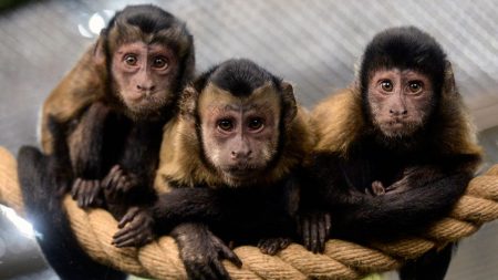 Un singe s’est fait une petite frayeur après avoir frappé la vitre de son enclos avec une pierre