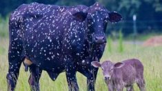 Le look « cosmique » vraiment unique de cette vache a suscité l’imagination de nombreuses personnes sur les réseaux sociaux