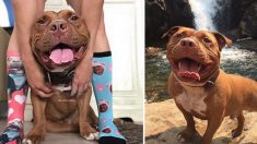 Ce pitbull ne peut s’arrêter de sourire après qu’il a été adopté du refuge