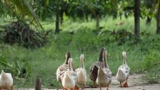 Ses canards sont trop bruyants, son voisin l’attaque en justice