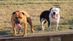 Marseille : deux chiens attachés avec des câbles électriques et traînés dans les rues par un deux-roues