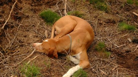 Rancunier, son ex-compagnon jette son chien sur la route mais un étranger parcourt 1600 km pour le lui ramener