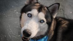 Un husky ressemblait à un squelette, mais 10 mois plus tard, il est méconnaissable