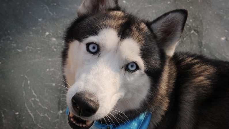 Un Husky à Pékin, Chine. (MARK RALSTON/AFP/Getty Images)
