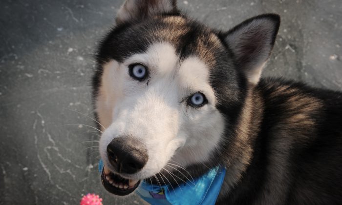 Un husky à Pékin en Chine dans ce dossier photo (Mark Ralston/AFP/Getty Images)