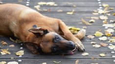 Deux malinois et sept chiots sans eau en plein soleil, sauvés grâce à un post sur les réseaux sociaux