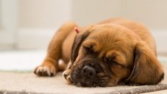 Une femme qui a jeté un sac contenant 7 chiots à la poubelle se retrouve condamnée à un an de prison