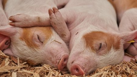 182 cochons périssent dans un accident de la route