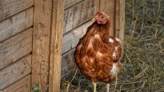 Animaux retrouvés massacrés dans une ferme pédagogique de l’Aube : quatre jeunes incriminés