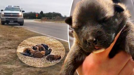 Un bon samaritain voit un chauffeur jeter un sac poubelle par la fenêtre de sa voiture et appelle la police après avoir découvert ce qu’il contient