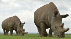 Zoo de la Palmyre: un rhinocéros retrouvé avec des inscriptions faites à la main sur son dos