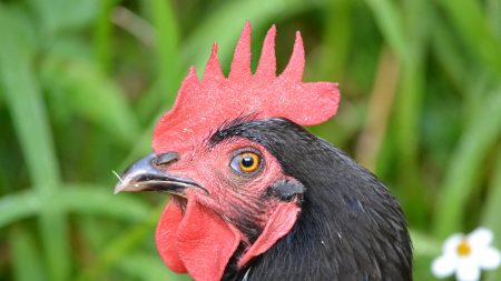 Il avait arraché la tête d’un coq vivant, le procureur de Bayonne le poursuit pour « acte de cruauté »