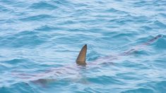 Une plage près d’Arcachon évacuée à cause de la présence d’un requin