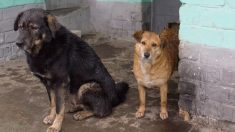 Un commerçant « oblige » 2 chiens errants timides à entrer dans son magasin pour les protéger de la pluie