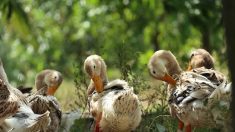 Poursuivi à cause des effluves nauséabondes de ses canards, un éleveur installe des diffuseurs d’huile essentielle à la framboise