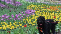 Le créateur de la race labradoodle affirme qu’il a créé le monstre de Frankenstein