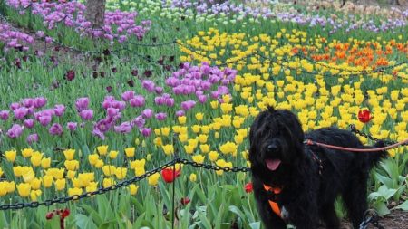 Le créateur de la race labradoodle affirme qu’il a créé le monstre de Frankenstein