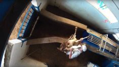 Une vidéo choquante dénonce la maltraitance animale et l’insalubrité dans un abattoir de Madrid