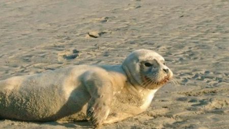 Un pêcheur violente une femelle phoque qui s’est échouée sur la plage à Dunkerque