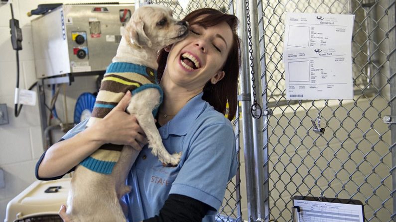 Billy joue avec Chelsea Lindsey, associée à la Animal Welfare League of Alexandria Adoption, dans un refuge à Alexandria, en Virginie, le 9 janvier 2015. (Jim Watson/AFP/Getty Images)
