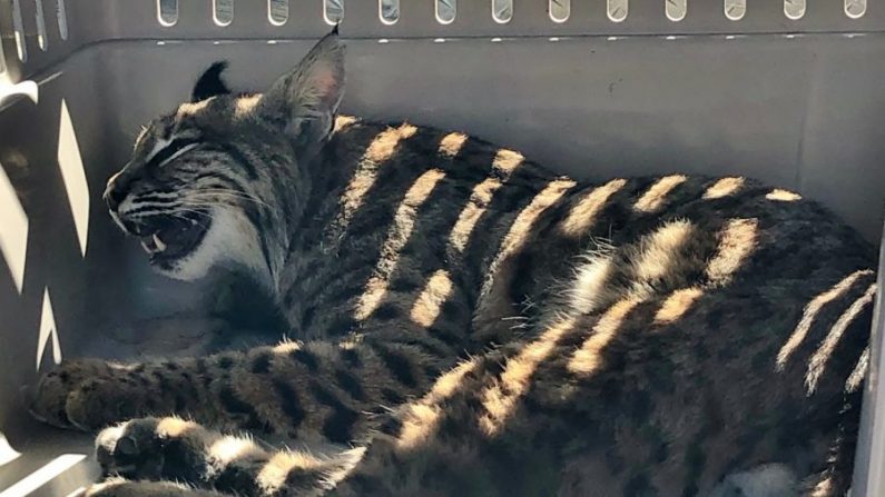 Le lynx roux blessé (Colorado Parks and Wildlife's Southeast Region/Twitter)