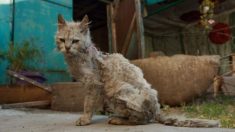 Un chat errant âgé avec une fourrure emmêlée et les dents abîmées fait peau neuve et trouve un foyer permanent