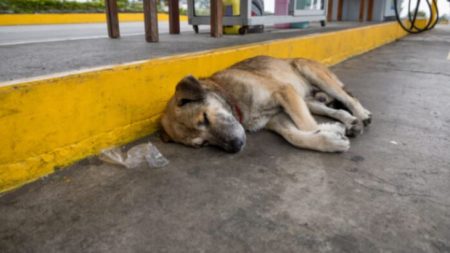 Un chien errant aveugle vit pendant 7 mois dans une station de lavage pour automobiles abandonnée jusqu’à ce qu’une femme du coin entre dans sa vie