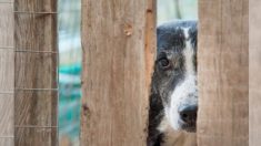 Un chien a le cœur brisé quand ses propriétaires le laissent au refuge après avoir acheté un nouveau chiot (vidéo)