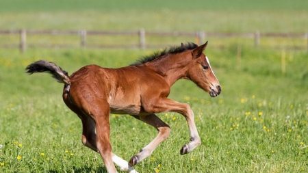 Une jument donne naissance à des jumeaux. Des images capturées quelques jours plus tard réchauffent le cœur