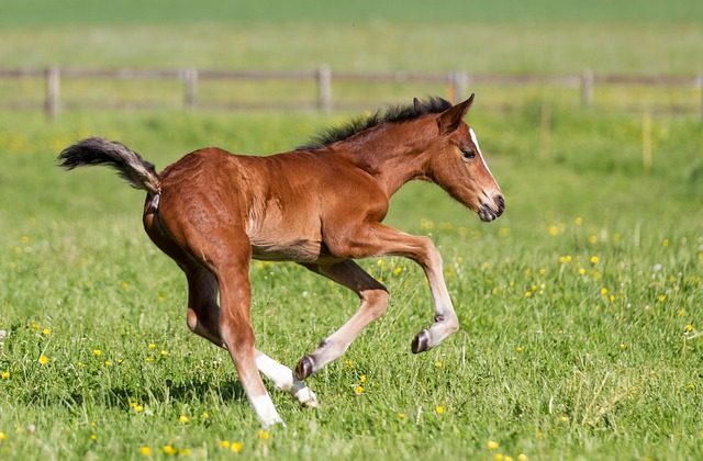 Un poulain gambade dans un pré