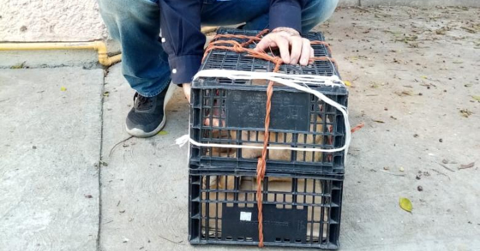 Le chien abandonné dans la gare routière centrale de Puebla, au Mexique. (Secrétariat de l'infrastructure et des services publics de la municipalité de Puebla/Facebook)