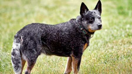 Un chien miracle qui est né avec une partie de cerveau en moins et un visage tordu est le « chien le plus heureux du monde »