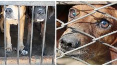 270 chiens et chats en cage meurent dans un refuge inondé par l’ouragan Dorian à Grand Bahama