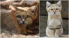 Le chat des sables, pratiquement invisible, est photographié pour la première fois en 10 ans