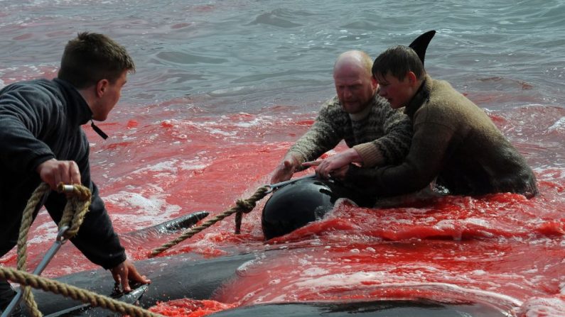 Des pêcheurs et des bénévoles tentent de sortir de la mer les globicéphales qu'ils ont chassés le 29 mai 2019 à Torshavn, aux îles Féroé. ANDRIJA ILIC/AFP/Getty Images.