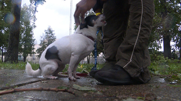 -Cette capture d'écran vidéo de l'AFP montre qu’Éric McKinney emmène son chien "Baby". Le 5 août 2019 à North Charleston, en Caroline du Sud. L'ouragan Dorian s'éloignait progressivement jeudi soir, mais les résidents ont préféré rester prudents en restant une nuit de plus dans un abri de la Croix-Rouge, eux et leurs animaux domestiques. Photo de Carmen CUESTA-ROCA / AFP / Getty Images.