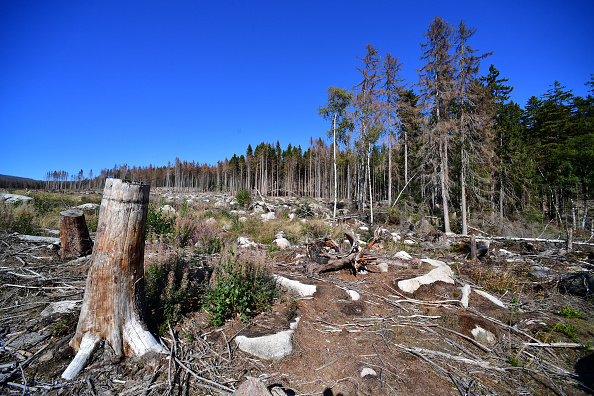  Une surface équivalente à 3 300 terrains de football ont été dévastées. (Photo : Alexander Koerner/Getty Images)