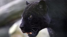 « Un très gros chat. Avec une longue queue »: des habitants disent avoir vu une panthère près de leur village de Dordogne