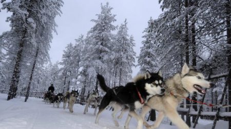 Au Groenland, les chiens de traîneau menacés par la fonte des glaces