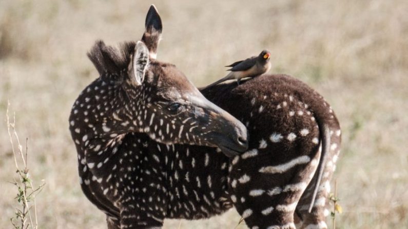 Un jeune zèbre à pois a été repéré dans la réserve de Masai Mara, au Kenya, le 19 septembre 2019. (Yasuyoshi Chiba/AFP/Getty Images)