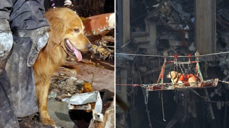 Les chiens de sauvetage du 11 septembre méritent leur moment de gloire et ne devraient pas être oubliés