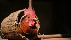 Une femme âgée meurt après l’attaque d’un coq qui lui a perforé une varice