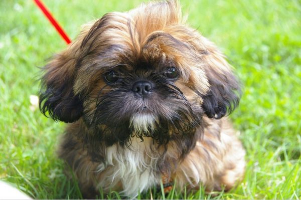 Un Shih Tzu. (Pixabay)