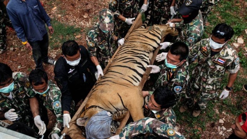 Des agents de la DNP thaïlandaise chargent un tigre sur un camion au temple du tigre de Wat Pha Luang Ta Bua le 1er juin 2016 dans la province de Kanchanaburi, en Thaïlande. (Dario Pignatelli/Getty Images)