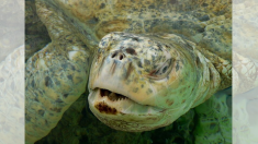 Une vidéo choquante montre une tortue en voie de disparition se nourrissant de déchets dans la mer